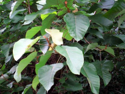 Cây Lòng mang. Pterospermum heterophyllum Hance - Cây Thuốc Nam Quanh Ta